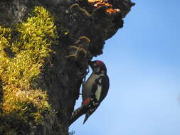 Image of Himalayan Woodpecker