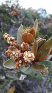 Image of Clethra fimbriata Kunth