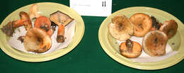 Image of Lactarius deterrimus Gröger 1968