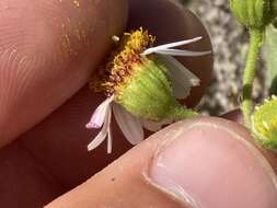 Image of Amauria rotundifolia Benth.