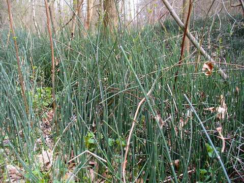 Image of Common Scouring-Rush