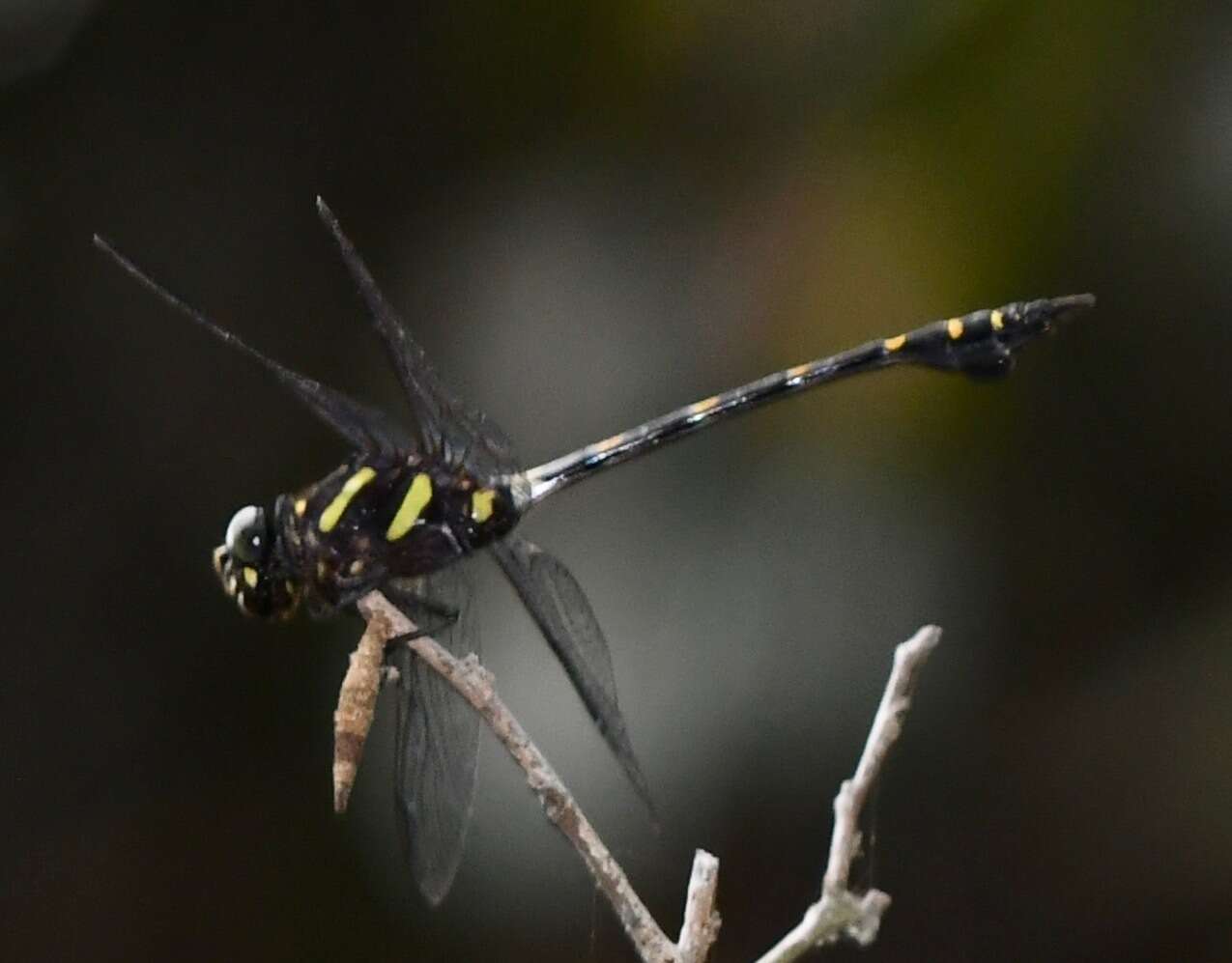 Imagem de Ictinogomphus decoratus (Selys 1854)