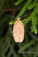 Image of Thelma's Agonopterix