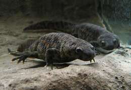 Image of Sharp-ribbed Salamander