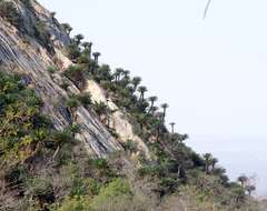 Image of Modjadji Cycad