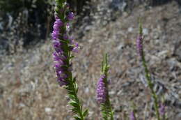 Sivun Antirrhinum thompsonii D. J. Keil kuva