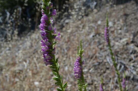 Sivun Antirrhinum thompsonii D. J. Keil kuva