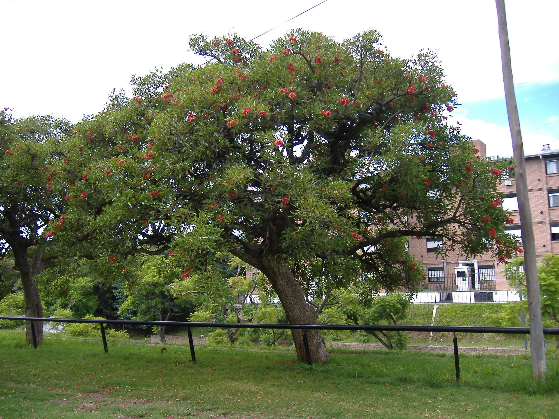 Imagem de Erythrina crista-galli L.