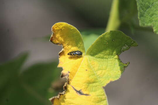 Image of Acmaeodera flavopicta Waterhouse 1889