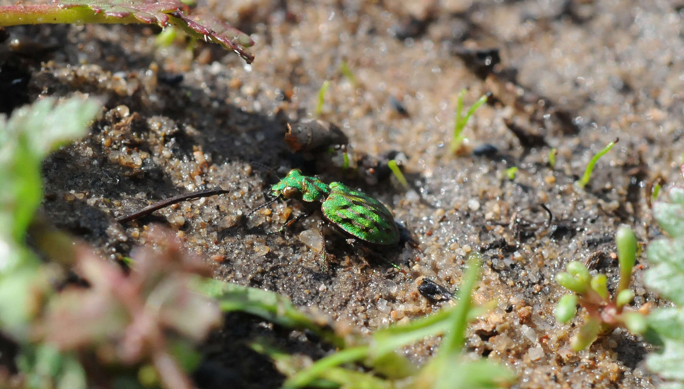 Image of Delta Green Ground Beetle