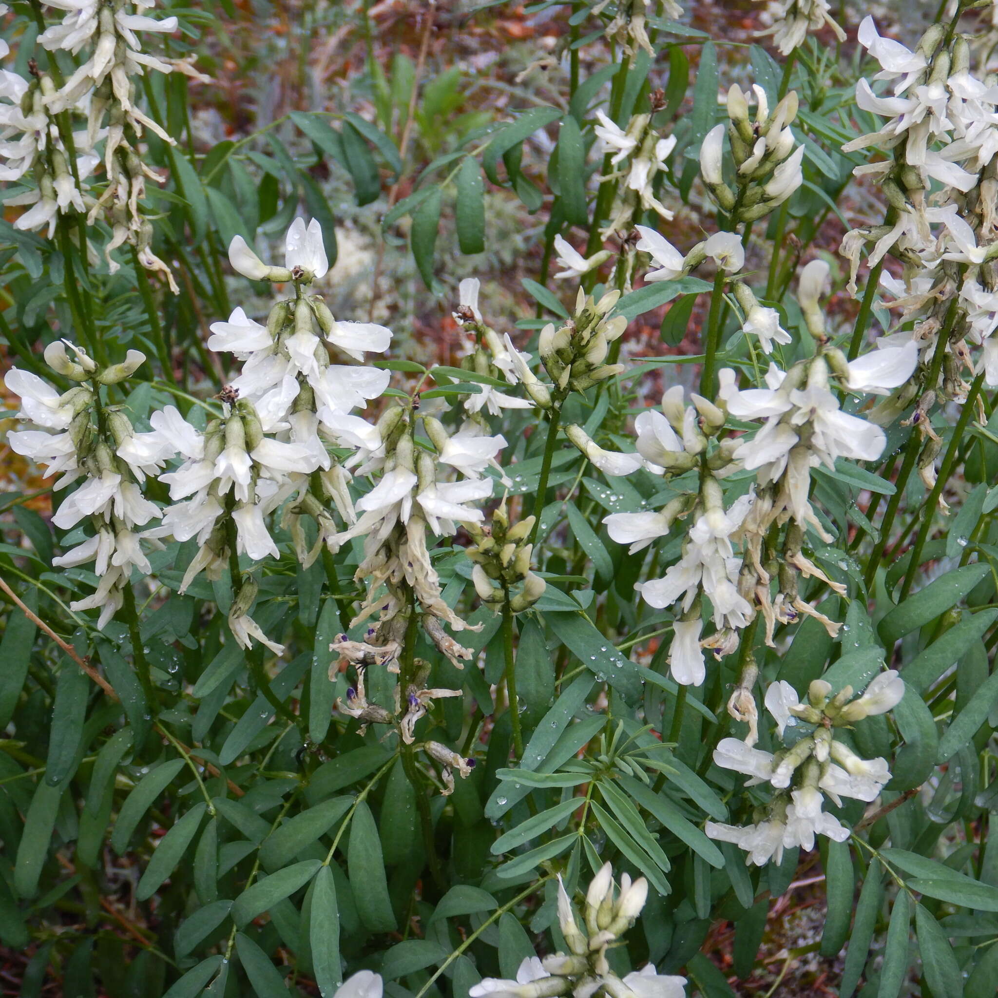 Plancia ëd Astragalus williamsii Rydb.