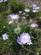 Image of Pincushion-flower