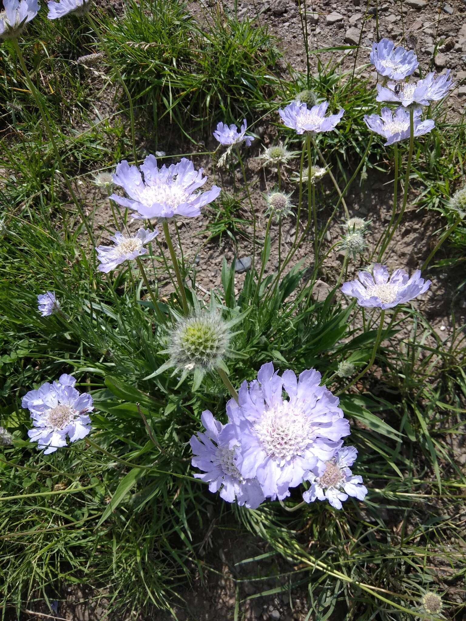 Image of Pincushion-flower