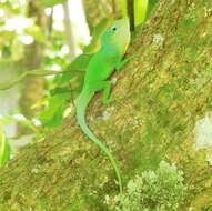 Image of Leopard Anole