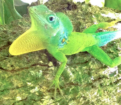 Image of Leopard Anole