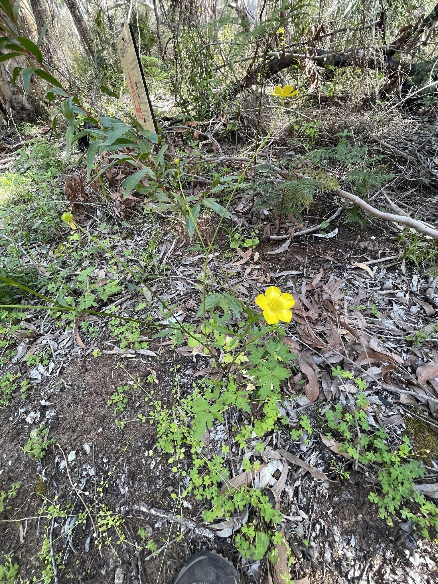 Ranunculus colonorum Endl.的圖片