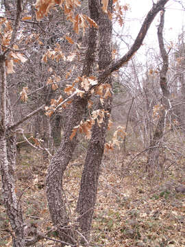 Image of Iberian white oak