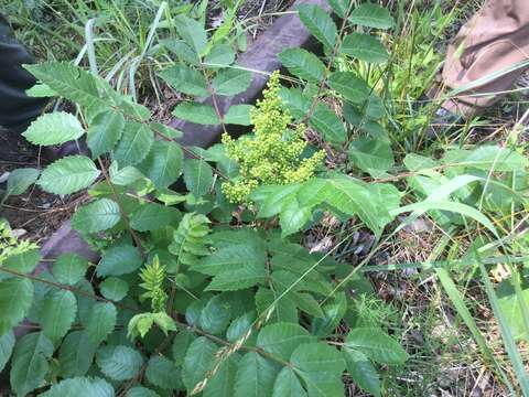 Image of Michaux's sumac