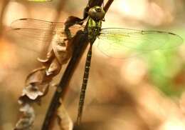 Image of Triacanthagyna trifida (Rambur 1842)