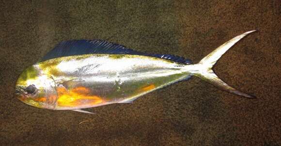 Image of Mahi Mahi