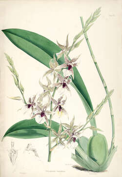 Слика од Oncidium hastilabium (Lindl.) Beer