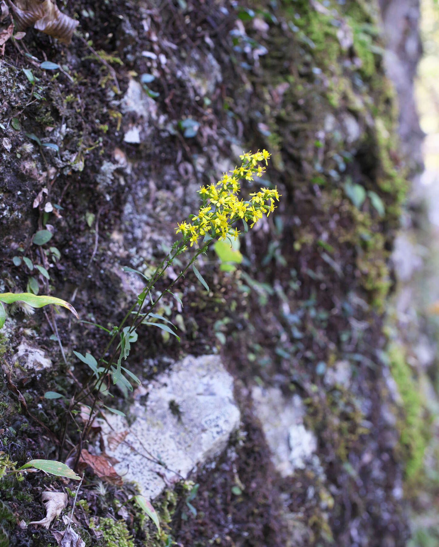 Image of Solidago virgaurea subsp. asiatica (Nakai ex Hara) Kitam. ex Hara