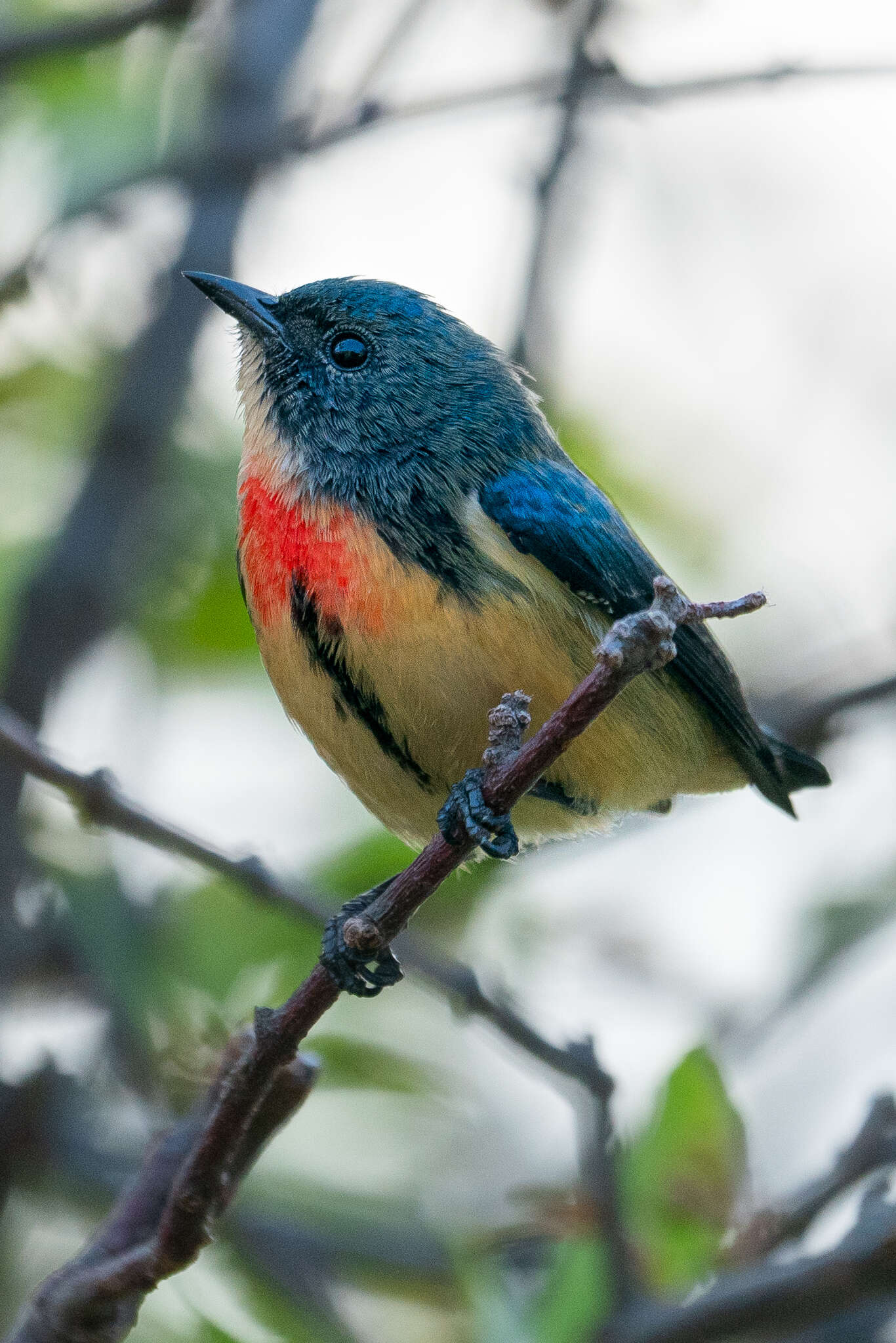 Image of Fire-breasted Flowerpecker