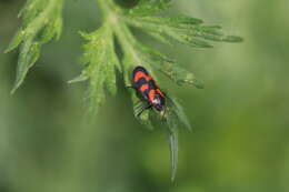 Image of Red-and-black Froghopper