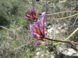 Image of Astragalus monspessulanus subsp. monspessulanus