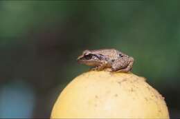 Image of Atkins' Robber Frog