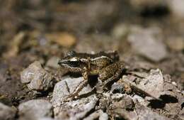 Image of Juventud Robber Frog