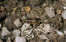 Image of Juventud Robber Frog