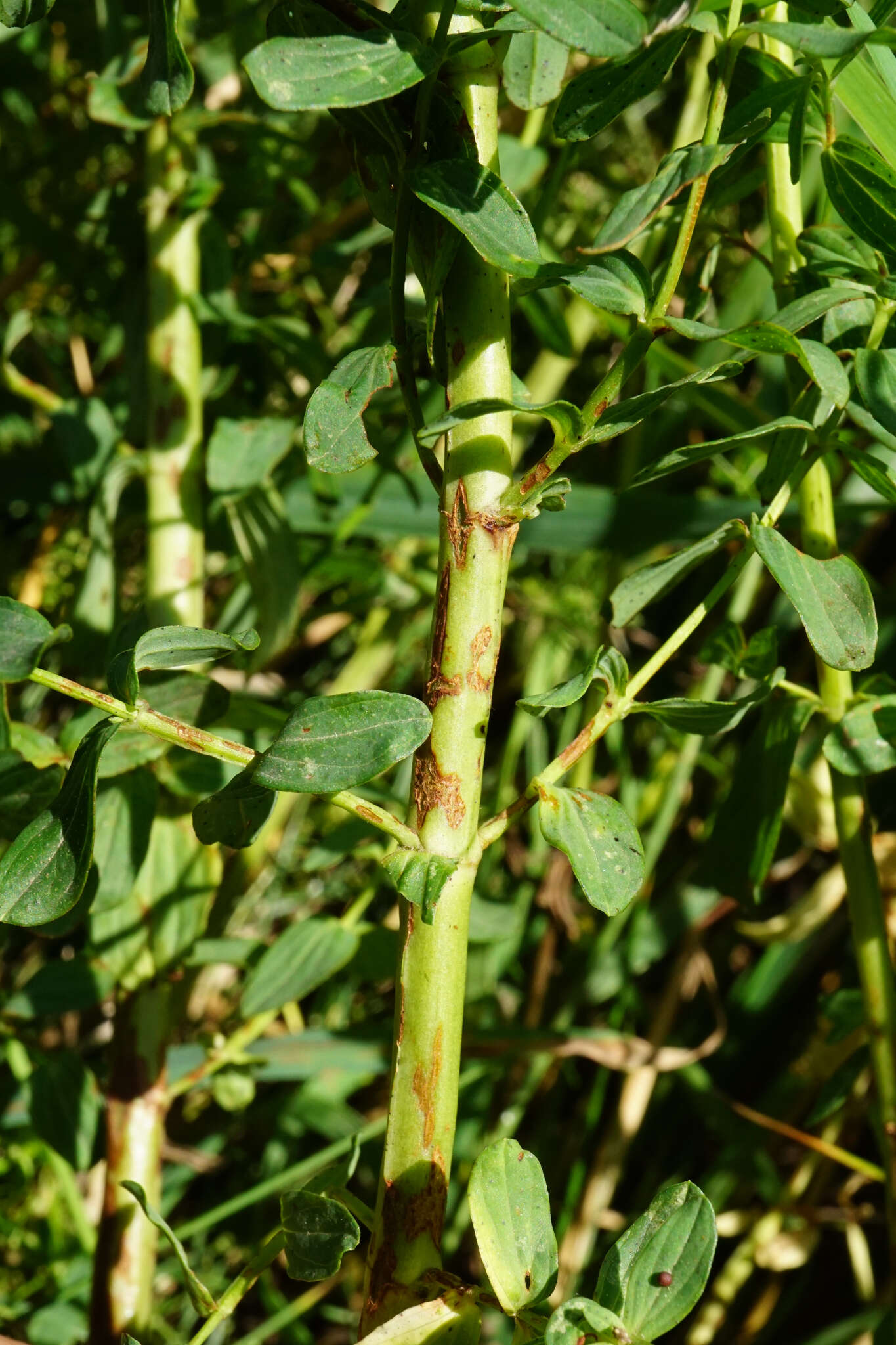 Sivun Hypericum desetangsii Lamotte kuva