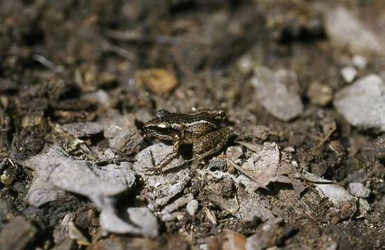 Plancia ëd Eleutherodactylus cuneatus (Cope 1862)