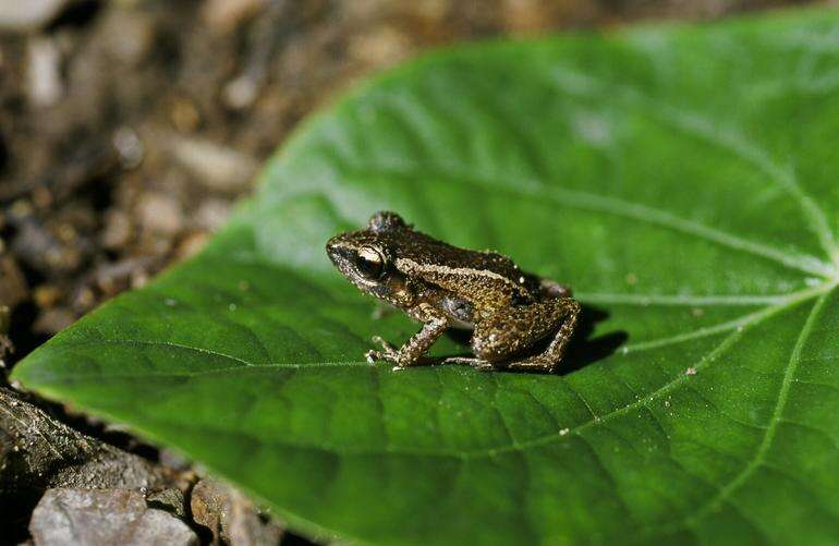 Imagem de Eleutherodactylus cuneatus (Cope 1862)