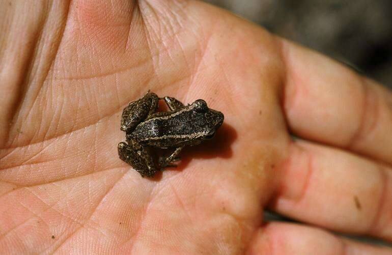 Image of Juventud Robber Frog