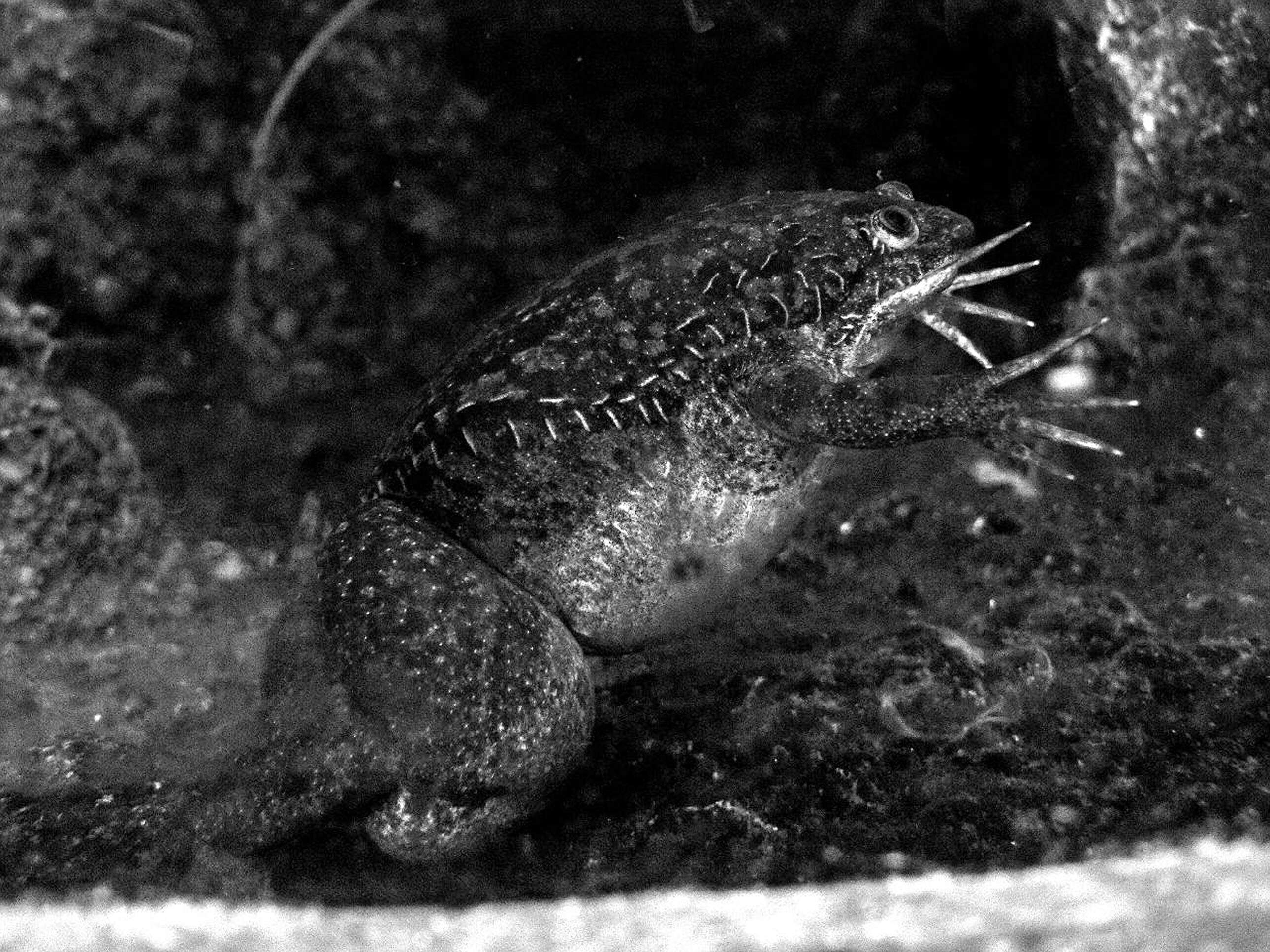 Image of African clawed frog