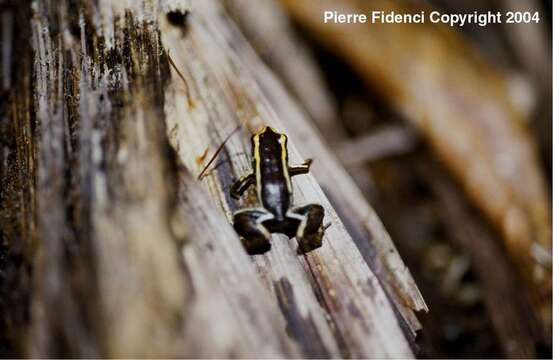 Image of Robber frog