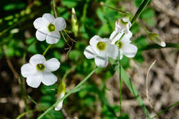 Sivun Oxalis imbricata var. imbricata kuva