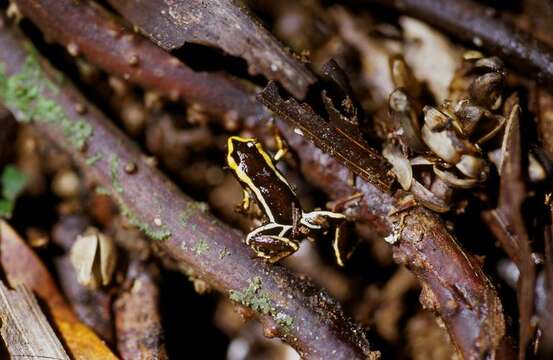 Image of Robber frog