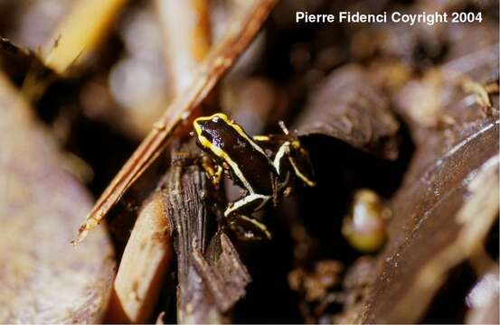 Image of Robber frog