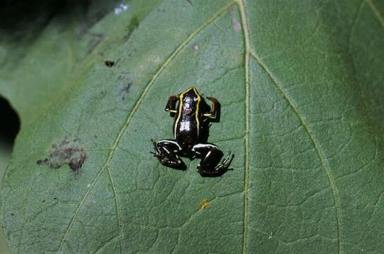 Image of Robber frog