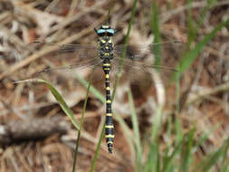 Image of Cordulegaster diadema Selys 1868