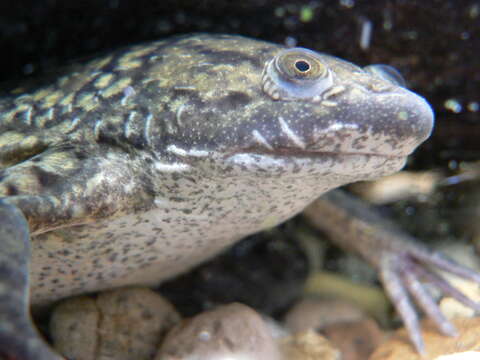 Image of African clawed frog