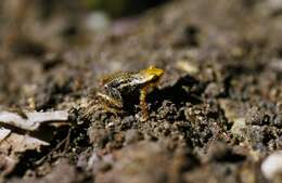 Plancia ëd Eleutherodactylus orientalis (Barbour & Shreve 1937)