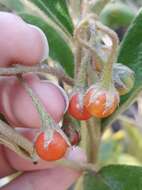 Image of Solanum subumbellatum Vell.