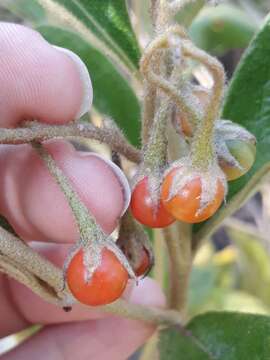 Image of Solanum subumbellatum Vell.