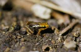 Plancia ëd Eleutherodactylus orientalis (Barbour & Shreve 1937)