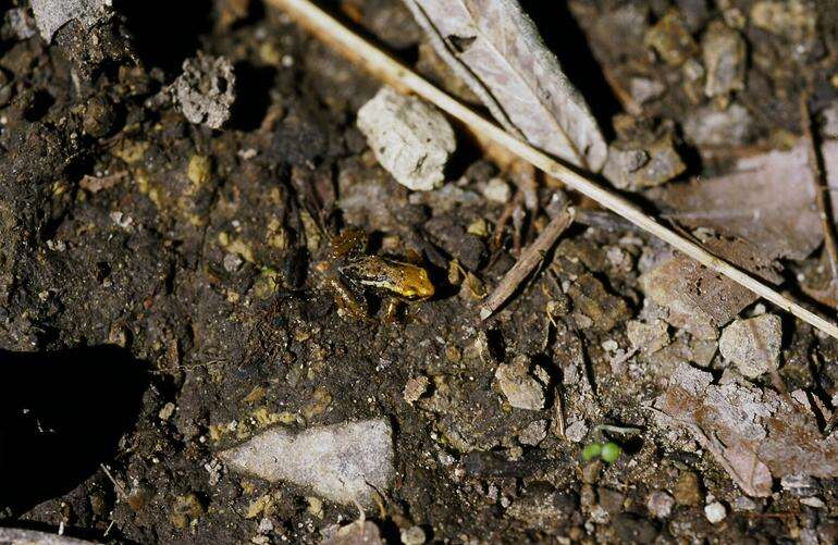 Plancia ëd Eleutherodactylus orientalis (Barbour & Shreve 1937)