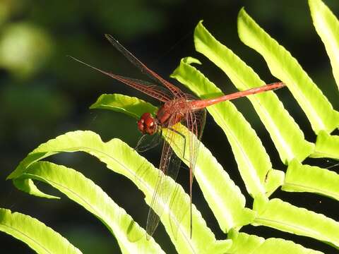 Слика од Dythemis rufinervis (Burmeister 1839)